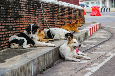 Dogs relaxing on footpath