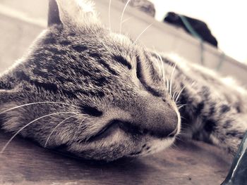 Close-up of cat sleeping