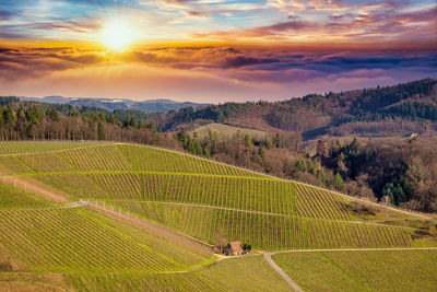 Scenic view of agricultural field against sky during sunset