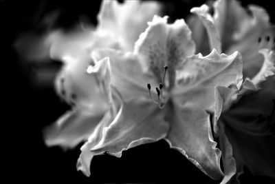 Close-up of flower against blurred background