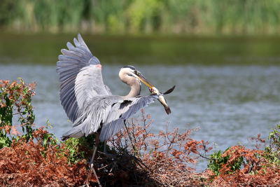 Close-up of great blue heron at lakeshore