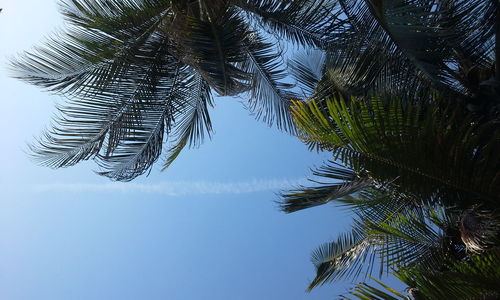 Low angle view of palm tree against sky