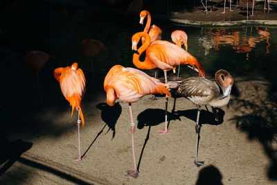 Birds in water