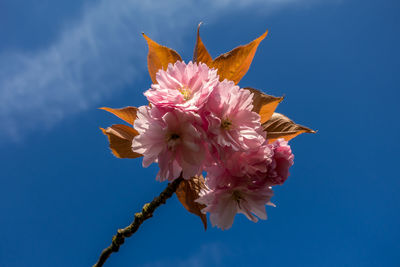 Close-up of pink cherry blossoms against blue sky