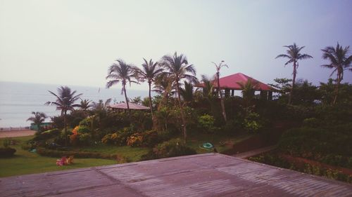 Palm trees against the sky