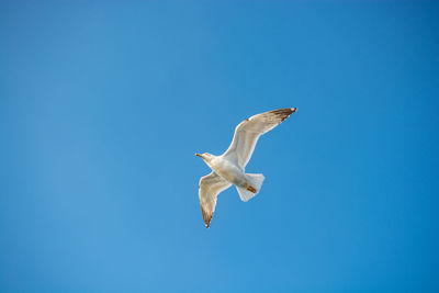 Low angle view of bird flying against clear blue sky