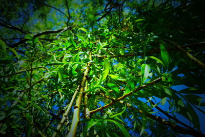 Low angle view of tree leaves in forest