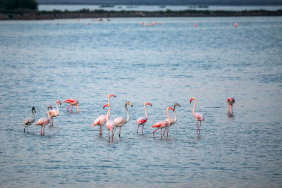 View of birds in water