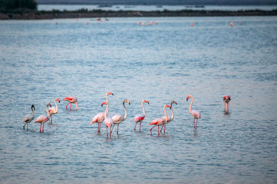 View of birds in water