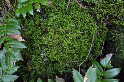 Plants growing on tree