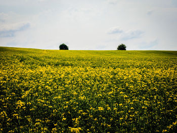 Full frame shot of yellow flowers in field