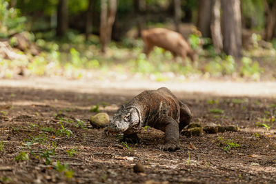 Komodo dragon walking with its forked tongue out