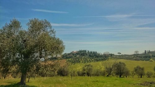 Scenic view of grassy field against sky