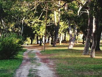 Trees in park