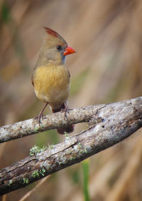 Close-up of bird perching on branch