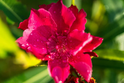 Close-up of pink rose flower