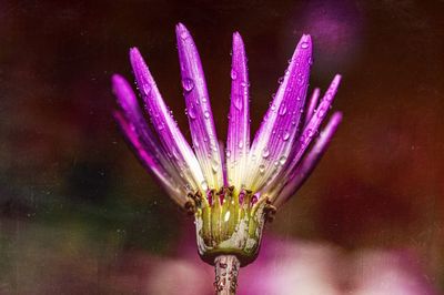 Close-up of purple flowering plant