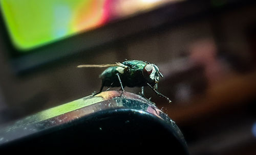 Close-up of fly