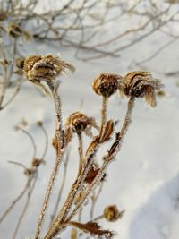 Close-up of dried plant on snow