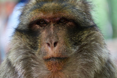 Close-up portrait of monkey