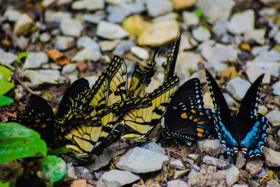 High angle view of butterfly on sea shore