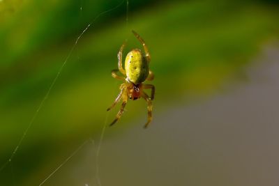 Close-up of spider on web