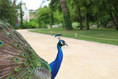 Close-up of peacock