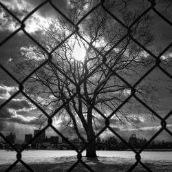 Chainlink fence against trees