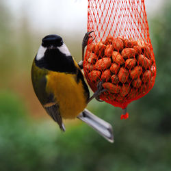 Close-up of bird perching on a feeder