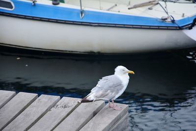 Seagull perching on a boat