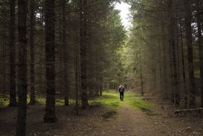Rear view of person walking on street amidst trees in forest