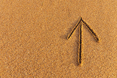 Paw on sand