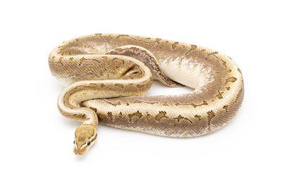 Close-up of a lizard on white background
