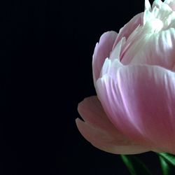 Close-up of pink flower against black background