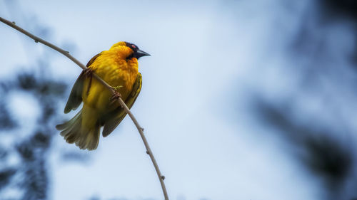 Low angle view of bird perching on branch