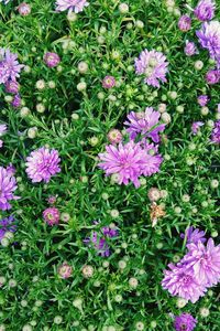 High angle view of purple flowers blooming on field