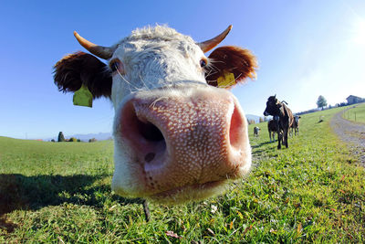 Cow in a field