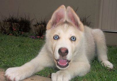 Close-up of dog sticking out tongue