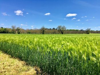 Scenic view of agricultural field against sky