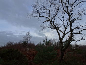 Low angle view of trees against sky