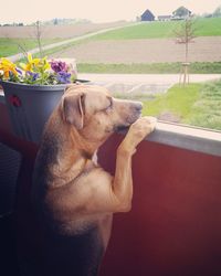 Dog sitting by tree against sky