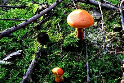 Close-up of mushrooms growing on tree trunk in forest