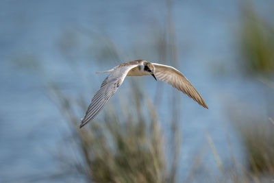 Close-up of bird flying against blurred background