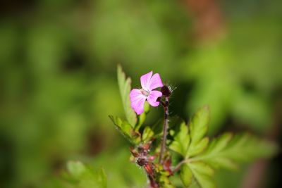 Close-up of flower blooming outdoors
