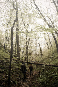 Trees in forest