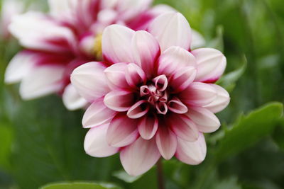 Close-up of pink flowering plant in park