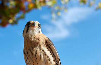 Low angle view of eagle against sky