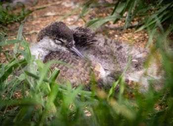 View of a baby bird on field