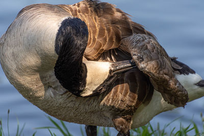 Close-up of bird perching on a lake