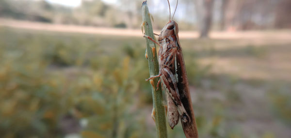 Close-up of a crops